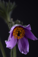 Blüte einer Küchenschelle  Pulsatilla © Cezanne-Fotografie