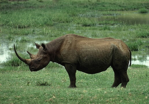 rhino in the wild