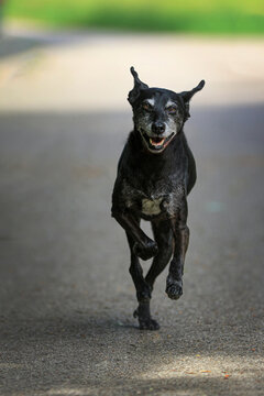 Senior - Schwarzer aktiver Hund im Galopp (Hochformat)