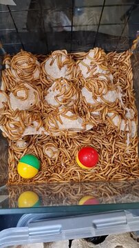 Live mealworms crawling in breeding container on egg cartons and plastic balls in storage