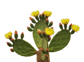 Isolated blooming prickly pear cactus with vibrant yellow flowers and fresh orange buds © Saoirse