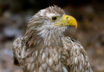 Obraz premium Close-Up Portrait Of White-Tailed Eagle