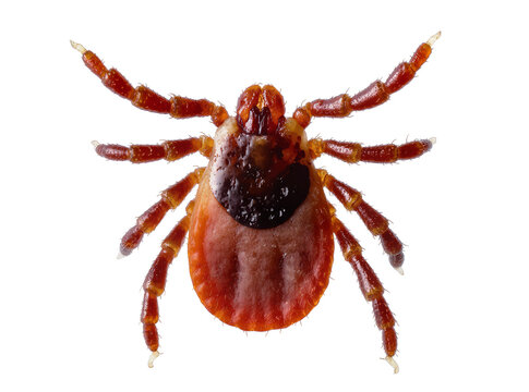 Isolated close-up view of a dangerous bloodsucking parasite tick responsible for spreading diseases
