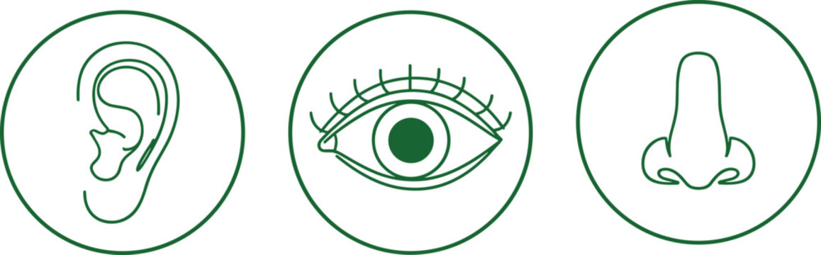 Vector illustration of human sensory organ icons with ear, eye, and nose line drawings in green circular designs