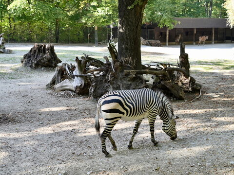 Side view of plains zebra standing on gravel ground Tierpark Hellabrunn Munich for nature blog.