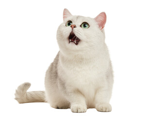 Isolated fluffy white cat with bright green eyes looking up, mouth open in surprised expression © Saoirse