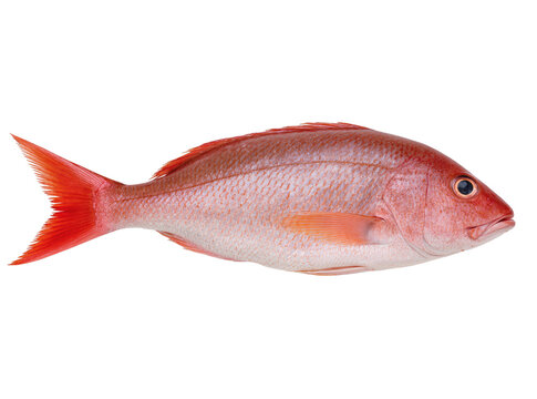 Isolated fresh raw red snapper fish close-up, premium seafood ingredient for culinary cooking