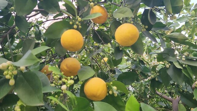 Emerging into the warmth of spring, the Oro Blanco tree cradles its radiant, sun-kissed harvest beside a tender flush of newly unfurled blossoms