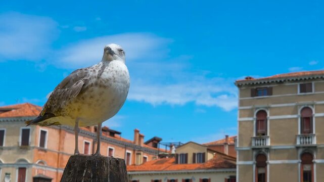 Seagull posing on a venetian pole under blue sky. Seagull perching on wooden pole overlooking venetian canal, surrounded by historic architecture and clear blue sky, capturing urban wildlife moment