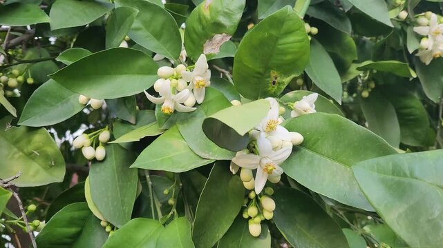 Bursting into bloom each April, the Oro Blanco commands attention with its voluminous flowers and a deeply alluring perfume.