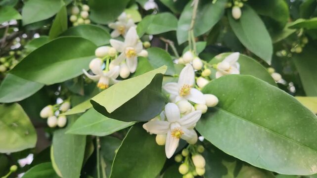 Awakening in April, the Oro Blanco unfurls its grand blossoms, saturating the air with an intoxicatingly sweet fragrance