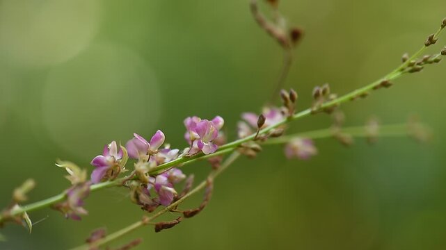 Desmodium gangeticum (L.) DC. branch flowers and pods on natural background.
