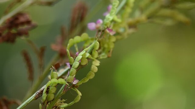 Desmodium gangeticum (L.) DC. branch flowers and pods on natural background.