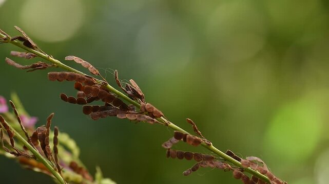 Desmodium gangeticum (L.) DC. branch flowers and pods on natural background.