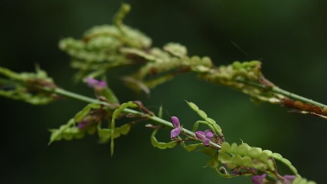 Desmodium gangeticum (L.) DC. branch flowers and pods on natural background.