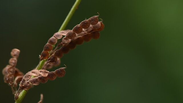 Desmodium gangeticum (L.) DC. branch flowers and pods on natural background.