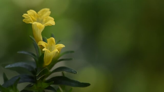 Pecah beling or Strobilanthes Crispa Blume branch flowers on natural background.