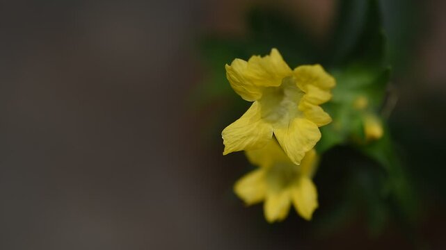 Pecah beling or Strobilanthes Crispa Blume branch flowers on natural background.