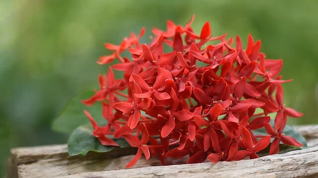 Ixora lobbii Loudon branch flowers on natural background.