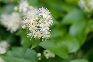 Fototapeta premium Cluster of delicate white clematis flowers with star shaped petals on green vine soft natural background summer garden bloom