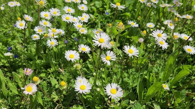 White delicate flowers of daisies (Bellis perennis) in a park garden in springtime as nature background