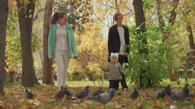 Parents toddler walking in autumn park among pigeons. Parents stroll along leaf strewn path while toddler explores, pigeons pecking at ground, sunlight filtering through trees, warm golden foliage,