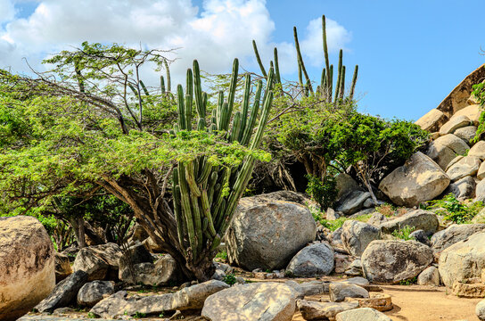 Drought-Resistant Vegetation, Aruba