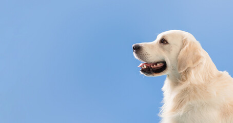A golden retriever sits and looks to the side in front of a clear blue sky on a sunny day. The dog...
