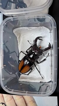 Observe tropical stag beetle Hexarthrius parryi paradoxus at the insect exhibition and learn about its care in terrariums