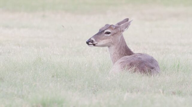 Young white-tailed buck deer with antler nubs ln grassy green field