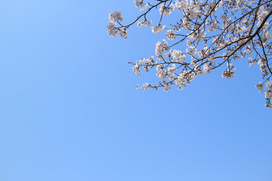 桜 花 春 青空 背景