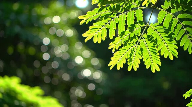 Vibrant green fern leaves backlit by soft morning sunlight creating a natural bokeh effect in a lush forest garden setting