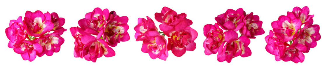 Fototapeta premium Vibrant pink freesia flowers isolated on white, set