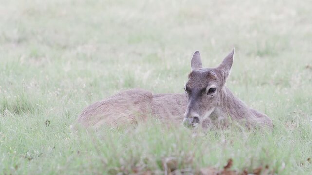 Young white-tailed buck deer with antler nubs ln grassy green field