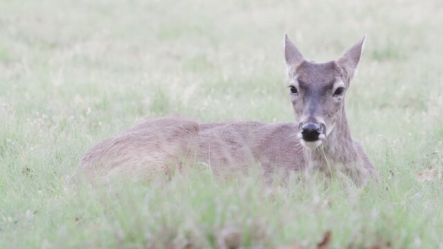 Young white-tailed buck deer with antler nubs ln grassy green field