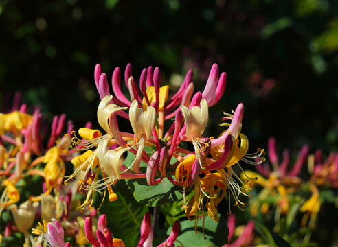 Perfect example of Lonicera etrusca. Pink and yellow Honeysuckle flowers with its bush foliage in the background. Selective depth of field for bokeh effect and copy space.