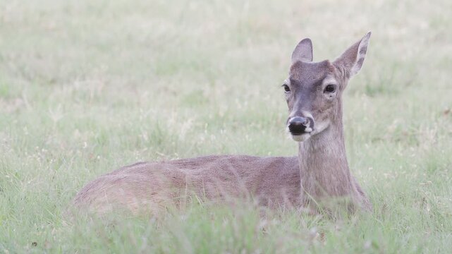 Young white-tailed buck deer with antler nubs ln grassy green field