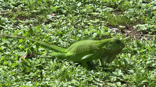 Closeup of a Green Iguana in Costa Rica (Iguana iguana)