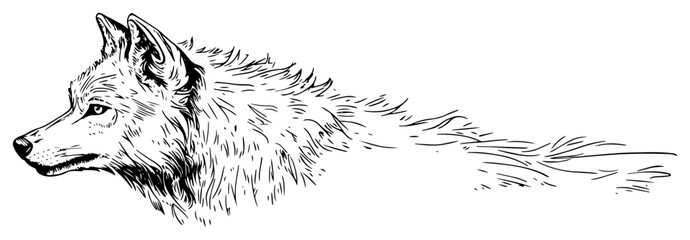 Wolf Profile Portrait with Detailed Fur Hand Drawn Sketch for Wildlife and Nature Conservation Design © JakubVectorSketch