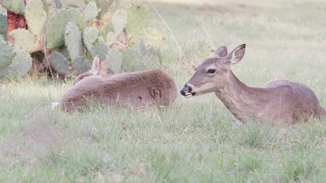 Two white-tailed deer laying down in grass and cactus