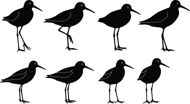 Collection of black sandpiper bird silhouettes in various standing poses isolated on white background perfect for nature wildlife and coastal environmental graphic design.