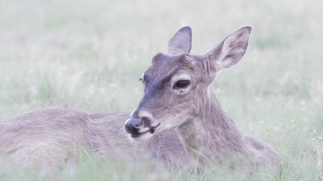 Young white-tailed buck deer with antler nubs ln grassy green field