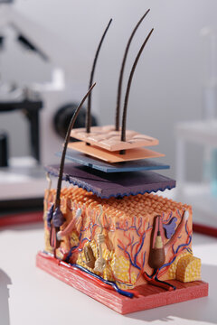 Anatomical hair and scalp model layers showing follicles and skin structure for dermatology