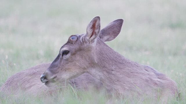 Young white-tailed buck deer with antler nubs ln grassy green field