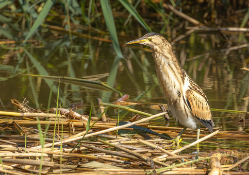 a juvenile of little bittern resting on the branch / Ixobrychus minutus