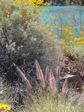 Lakeside Vegetation - Grasses and blooming Brittlebush