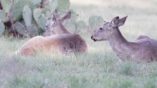 Two white-tailed deer laying down in grass and cactus