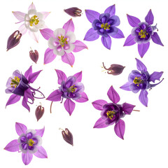 Fototapeta premium Elegant Columbine Flower Arrangement on White Background.