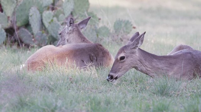 Two white-tailed deer laying down in grass and cactus