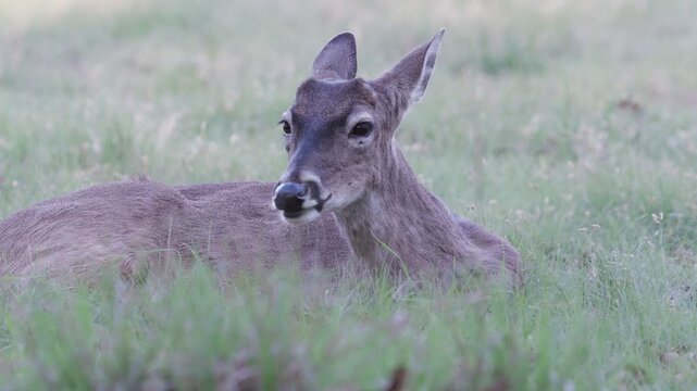 Young white-tailed buck deer with antler nubs ln grassy green field